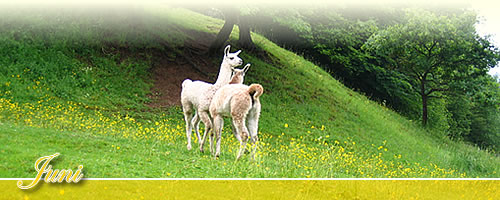 Eventkalender - Juni